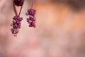 Bodinier`s beautyberry callicarpa bodinieri with lilac, purple spring flowers
