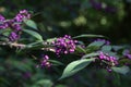 Bodiniers beautyberry callicarpa bodinieri with lilac, purple berries Royalty Free Stock Photo