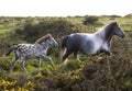 A Bodmin Moor pony with her foal Royalty Free Stock Photo