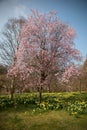 Bodnant Gardens Royalty Free Stock Photo