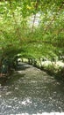 Bodnant gardens laburnum arch Royalty Free Stock Photo