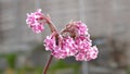 Bodnant viburnum with flower in a garden in early spring