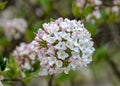 Blossom of Bodnant viburnum