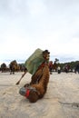 A Turkish camel got prepared for Camels wrestling