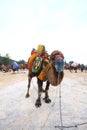 A Turkish camel got prepared for Camels wrestling