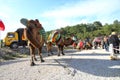 A Turkish camel got prepared for Camels wrestling