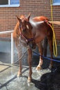 Body of the chestnut horse is wetted with water from a hose