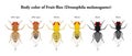 Body color of Fruit flies (Drosophila melanogaster) Royalty Free Stock Photo