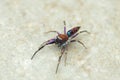 Body of colourful jumping spider, Chrysilla volupe Royalty Free Stock Photo