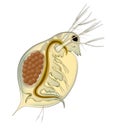 Daphnia is a genus of small planktonic crustaceans