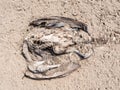 Dead bird, a cormorant, Phalacrocorax carbo, on sand of beach, N