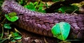 The body of a dead snake is lying on the dirt road Royalty Free Stock Photo