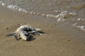 Body of death fish on the beach Royalty Free Stock Photo