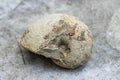 Fossil of a large snail