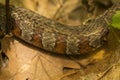 Closeup of patterns on a northern water snake in Connecticut Royalty Free Stock Photo