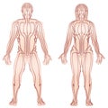 Body Meridians Man Woman Couple