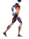 Body model manikin without skin with muscular systems. Anatomical structure. isolated on transparent background. PNG. Generative Royalty Free Stock Photo