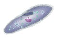 Structure of a paramecium