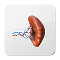 Body part spleen flat icon. Body part spleen isolated on white background. Element for web, game and advertising, icon