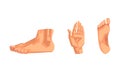 Body Parts with Foot, Palm and Ankle Vector Set