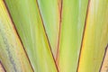 Body pattern of travellers palm