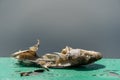 The body and the skeleton of a dead rotten rotten fish. Leftovers from the food. The cycle of food in nature