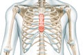 Body of the sternum bone in red color 3D rendering illustration isolated on white with copy space. Human skeleton or skeletal
