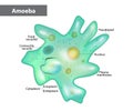 Body structure of an amoeba proteus