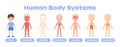 Body system anatomy child. Structure of the human body. Muscular,skeletal,circulatory, nervous,digestive and respiratory systems.