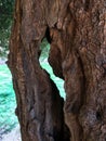 Body of a tree in El Mansourah