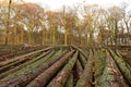 Body of trees after beening cut down