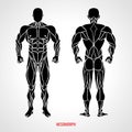 Body Type Mesomorph. Front and back view. Vector illustration Royalty Free Stock Photo