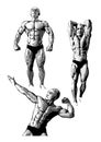 Bodybuilders trio