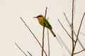 Boehm`s bee eater on a branch Royalty Free Stock Photo