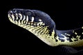 Boelen's python ( Morelia boeleni) Royalty Free Stock Photo