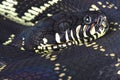 Boelen's python ( Morelia boeleni) Royalty Free Stock Photo