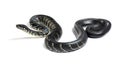 Boelen`s python, Simalia boeleni, isolated Royalty Free Stock Photo