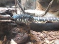 Boelen& x27;s Python snake from Island of New Guinea