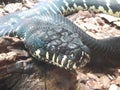 Boelen& x27;s Python snake from Island of New Guinea