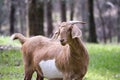 Boer female goat top half