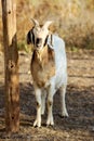 Boer goat Royalty Free Stock Photo