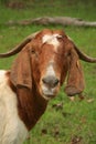 Boer Goat Royalty Free Stock Photo