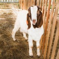 Boer Goat breeds Royalty Free Stock Photo