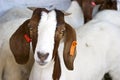 Boer Goat Royalty Free Stock Photo