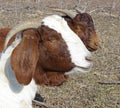 African Boer Goat Doe