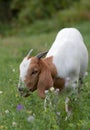 Boer goat grazing