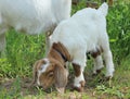 Boer Goat Kid Royalty Free Stock Photo