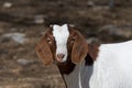 Boer Goat in Pasture