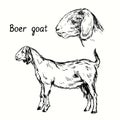 Boer goat standing and head side view. Ink black and white doodle drawing Royalty Free Stock Photo