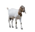 Boer goat on white Royalty Free Stock Photo